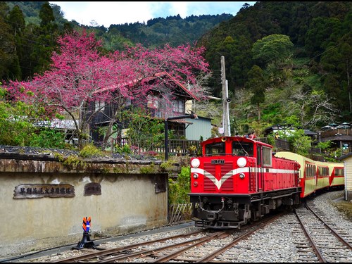 阿里山包車一日遊