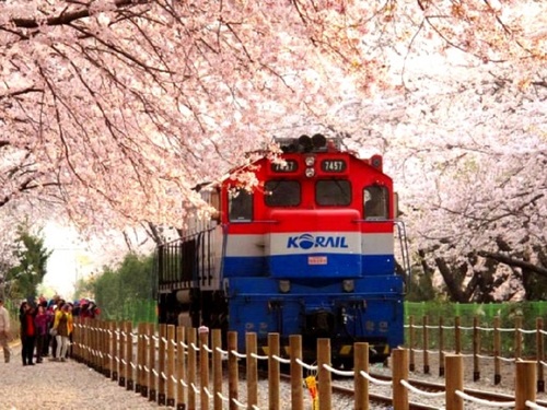 Jinhae Cherry Blossom One-day Tour (from Busan)