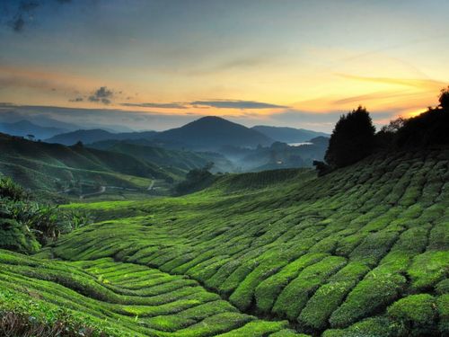 Kuala Lumpur→Cameron Highlands One-day Tour