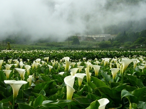 Beitou Yangmingshan One-day Tour