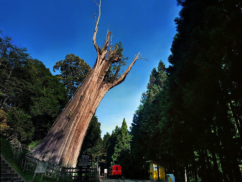 Kaohsiung→Alishan One-day Tour