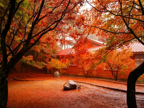 Taichung→Qingjing→Hehuanshan→Fushoushan One-day Tour