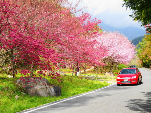Taichung→Hehuanshan→Lishan→Wuling Farm One-day Tour