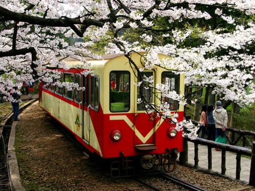 Chiayi→Alishan→Tainan One-day Tour