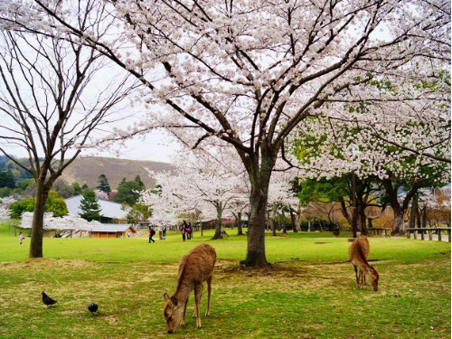 (For customer service only) Nara→Kansai Airport