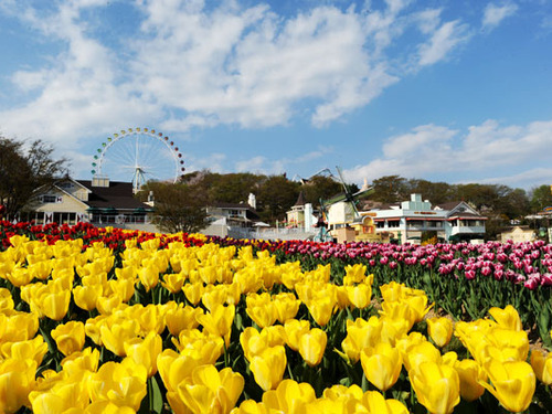 Seoul→Everland Resort One-day Tour