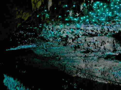 Waitomo Caves One-day Tour